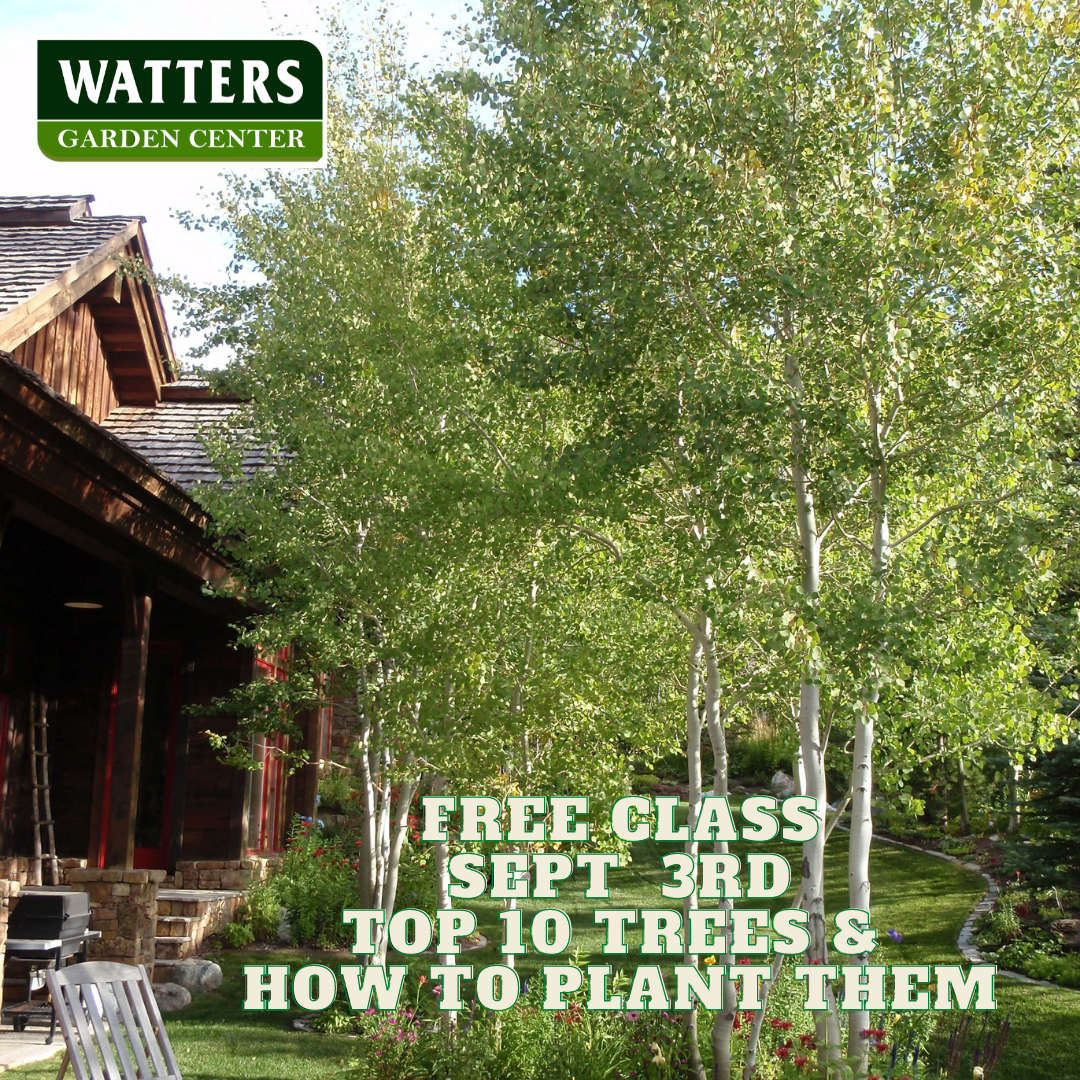 Sept 3 Top 10 Trees and How to Plant Them