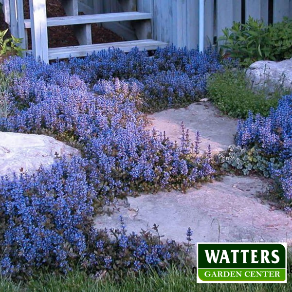 Bugleweed, Ajuga tenorii, 