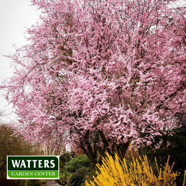 Plum purple thundercloud in bloom 