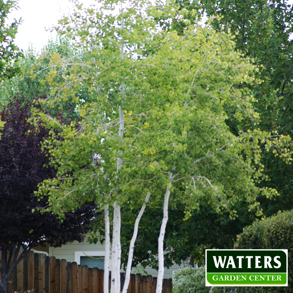 Aspen in summer landscape 