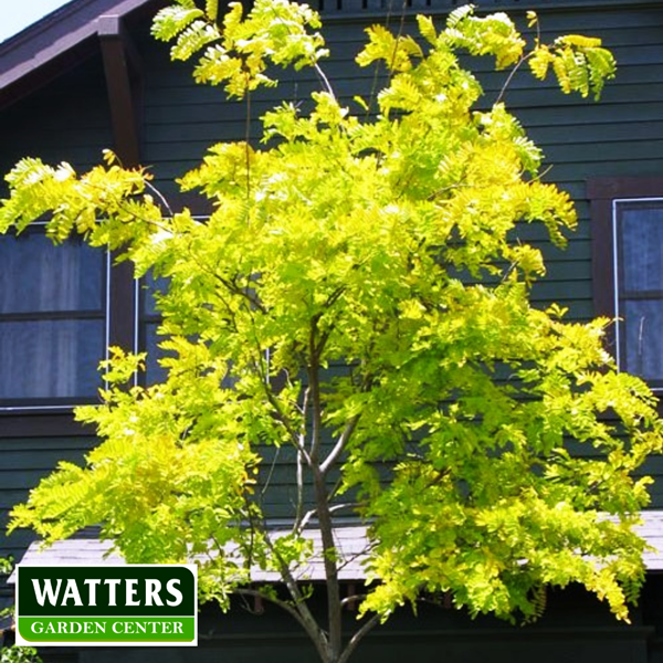 Locust Sunburst Honeylocust in Summer 