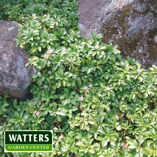 Japanese Spurge, Pachysandra terminalis