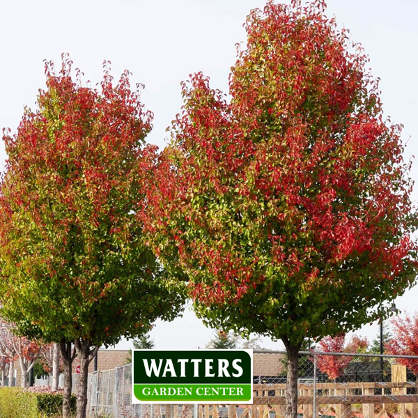  Pear Flowering Pyrus Callery Autumn color 