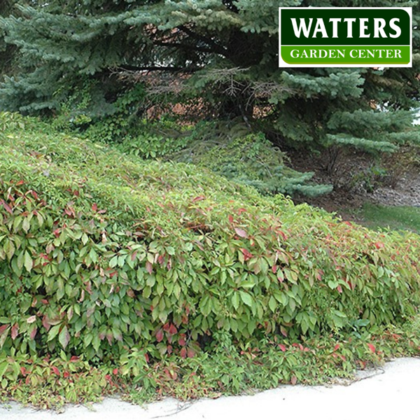  Virginia Creeper Parthenocissus quinquefolia