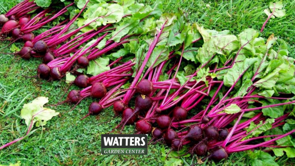 Beets, Beta Vulgaris