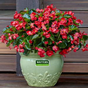 Begonia Surefire Red In a pot