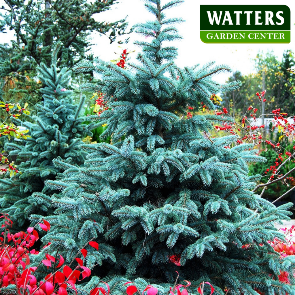 Blue Spruce in the Landscape