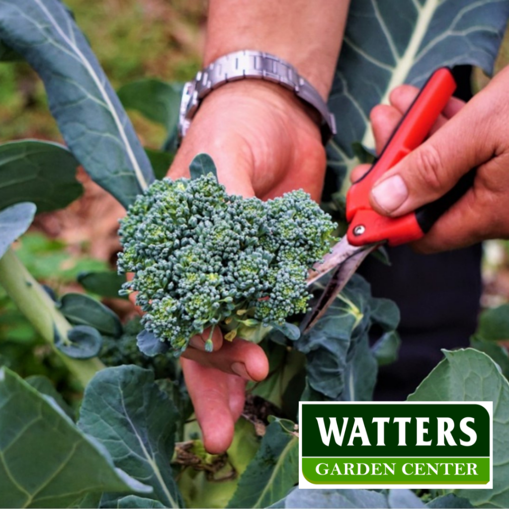 Broccoli Brassica oleracea