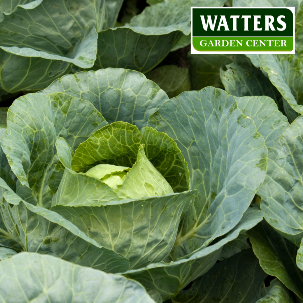 Cabbage, Brassica oleracea