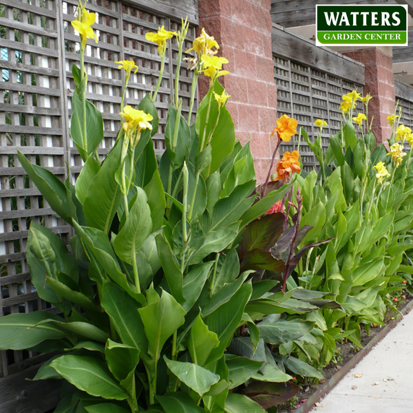 Canna in pathway garden