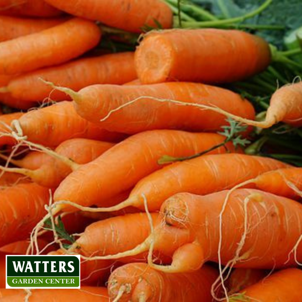 Carrots, Daucus carota