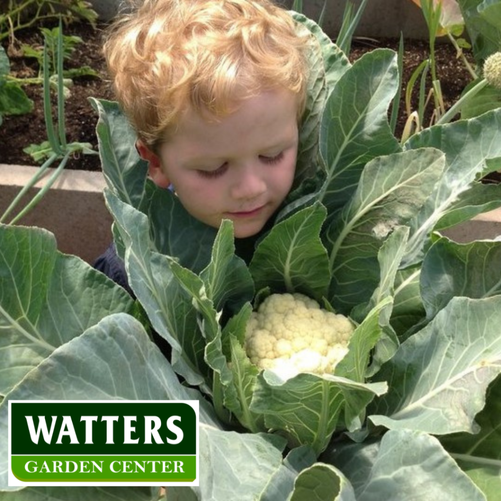 Cauliflower, Brassica oleracea