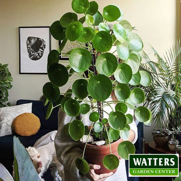 Chinese Money Plant-held in livingroom