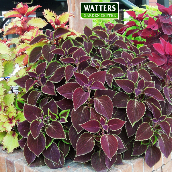 Coleus raised bed around tree 