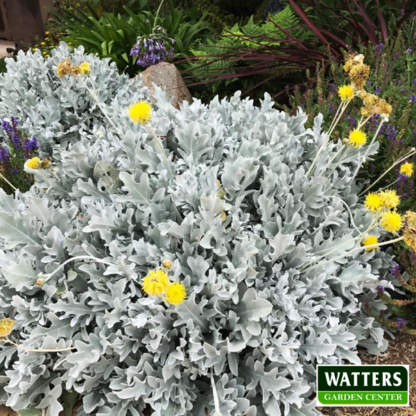 Dusty miller Centaurea cineraria in the garden 