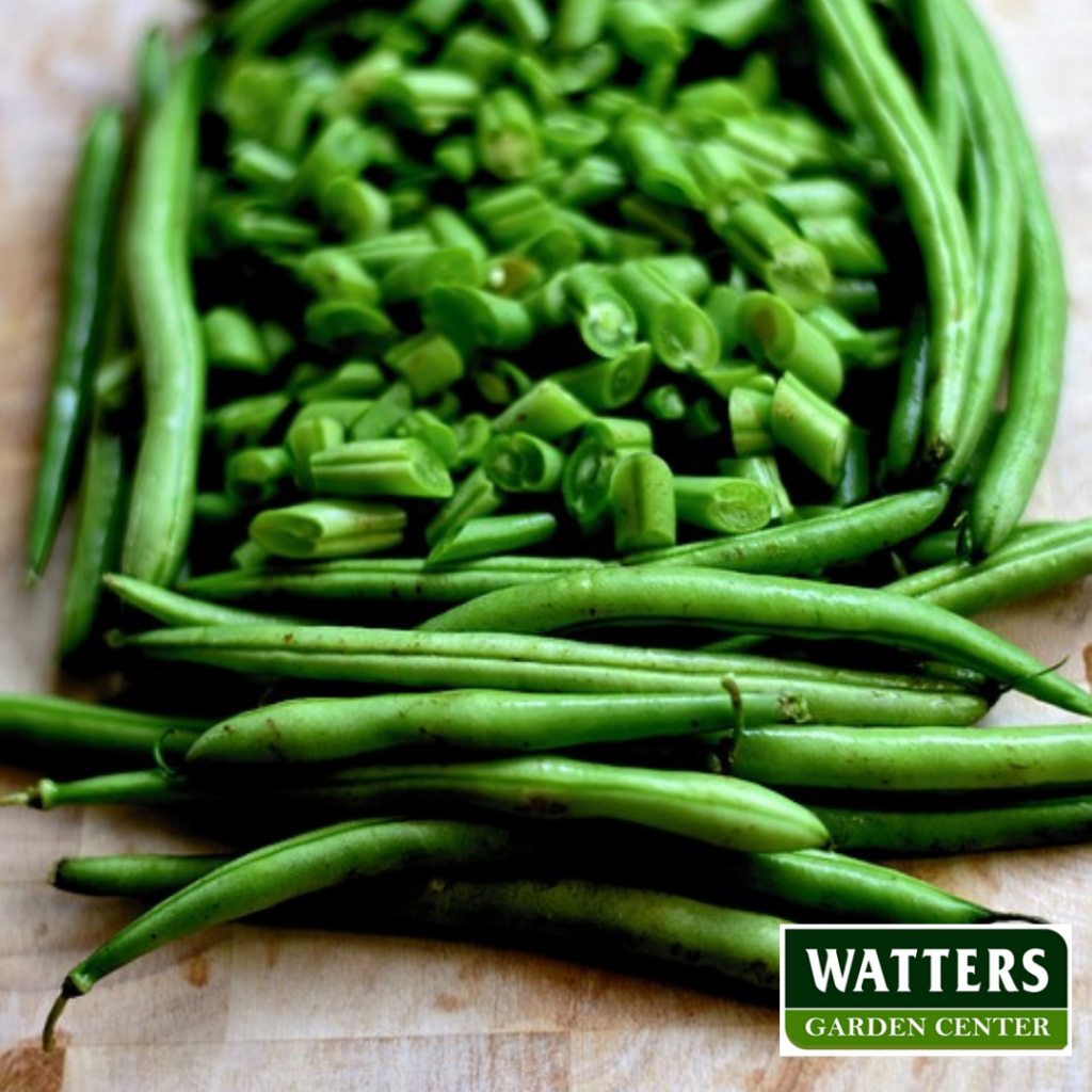 Green Beans, Phaseolus vulgaris