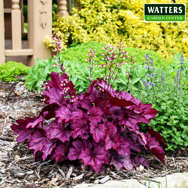 Heuchera coral bells in the garden 