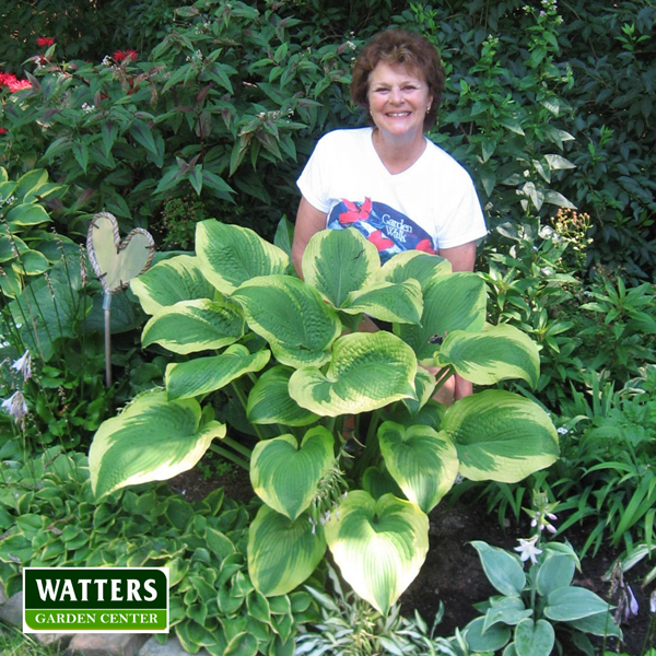 Lady in the garden with a giant hosta