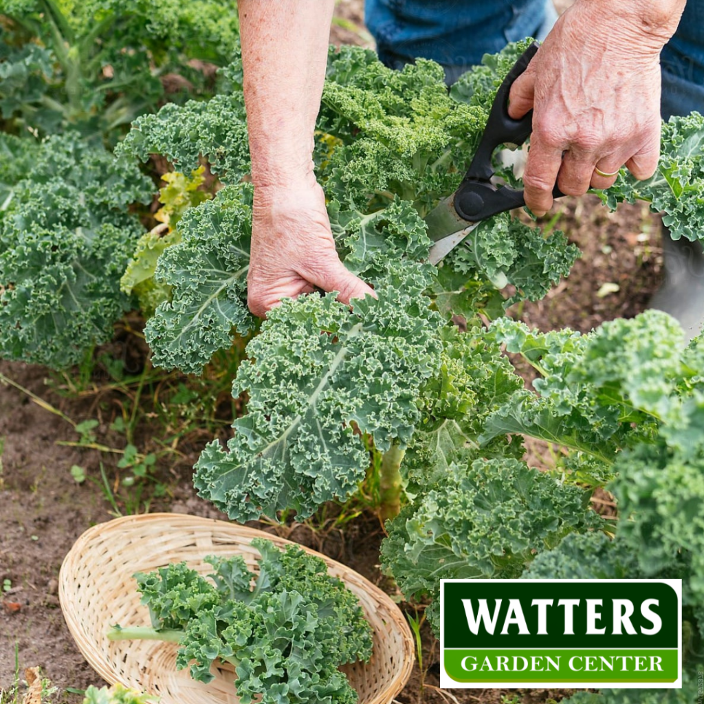 Kale, Brassica oleracea