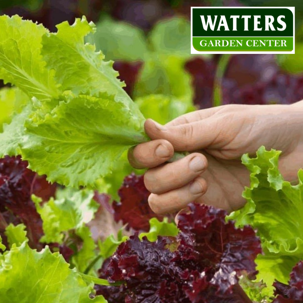 Lettuce, Lactuca sativa