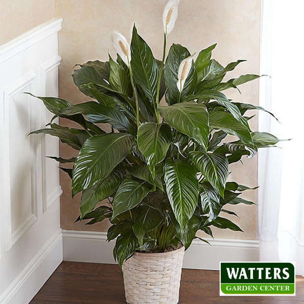 Peace Lily Spath floor plant 