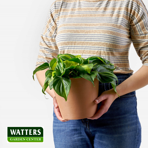 Philodendron in hand