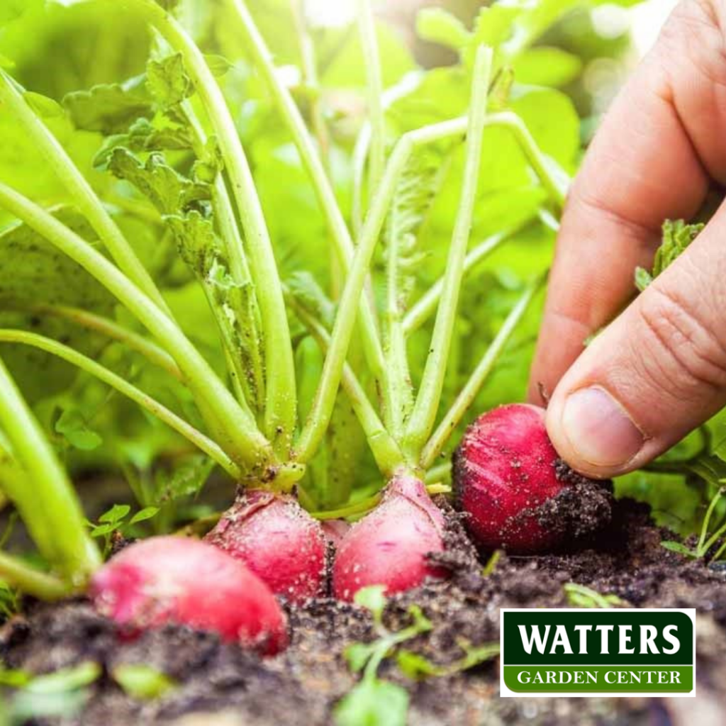 Radishes, Raphanus sativus