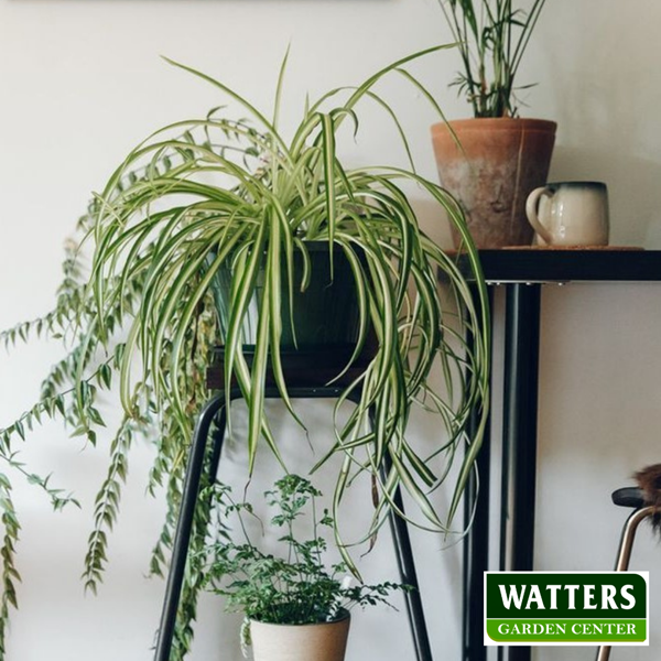 Spider Plant on plant stand 