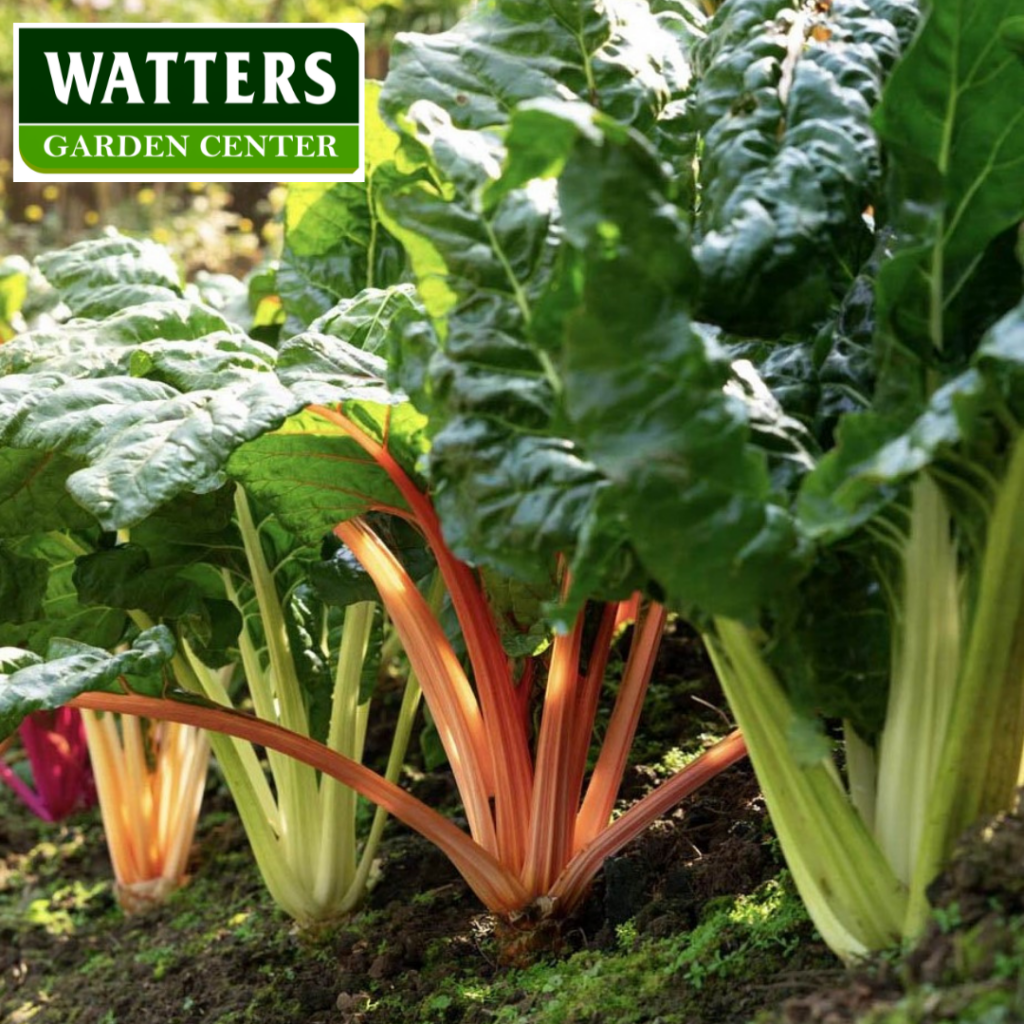 Swiss Chard, Beta vulgaris