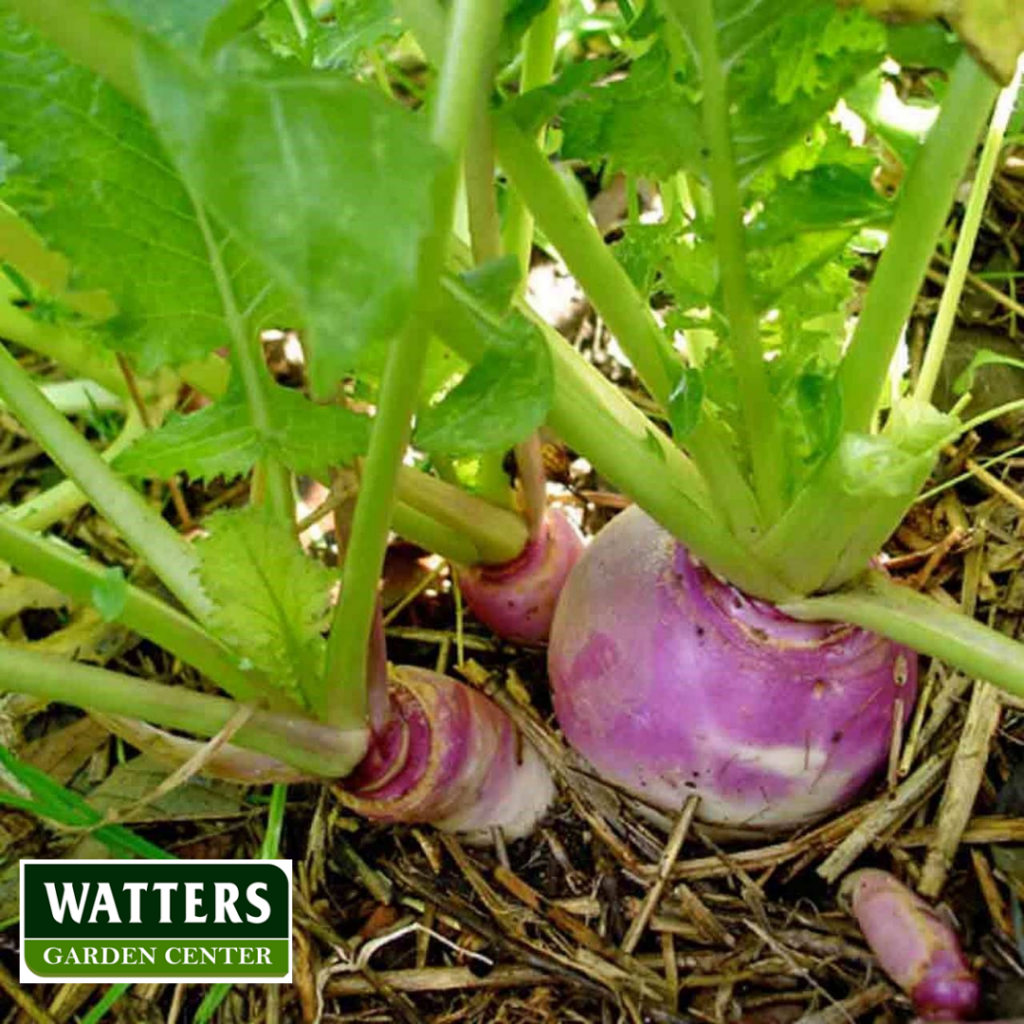 Turnips, Brassica rapa