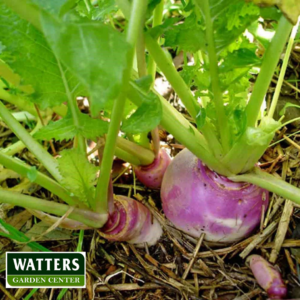 Turnips Brassica rapa