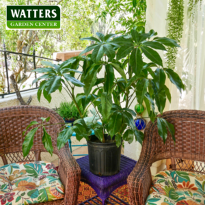 Umbrella Plant Schefflera Amate in sun room