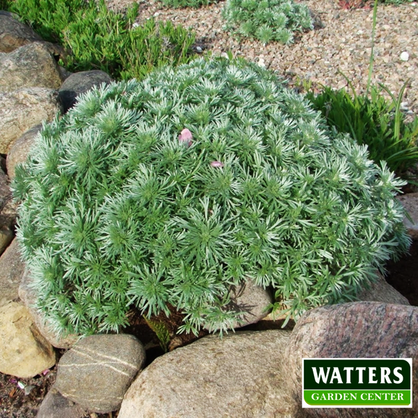 Artemisia iin a rock garden