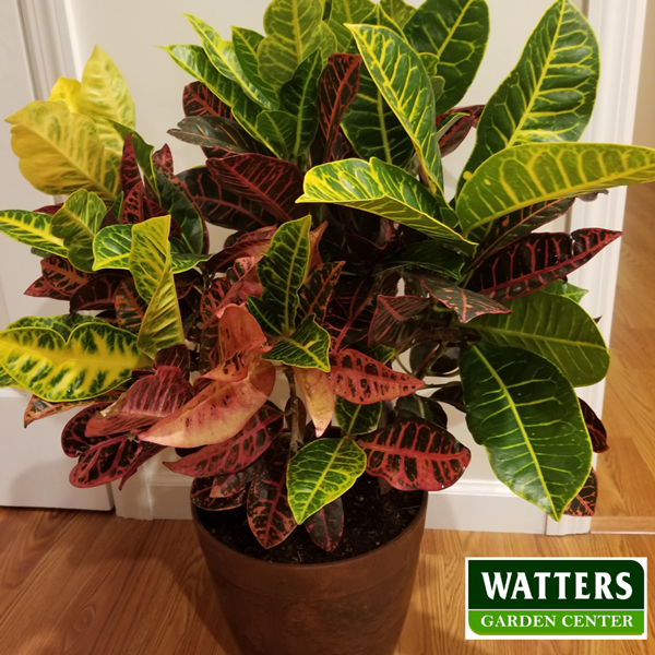 croton floor plant