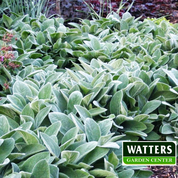 lambs ear Stachys byzantina in gardens 