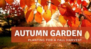 Autumn Garden Planting