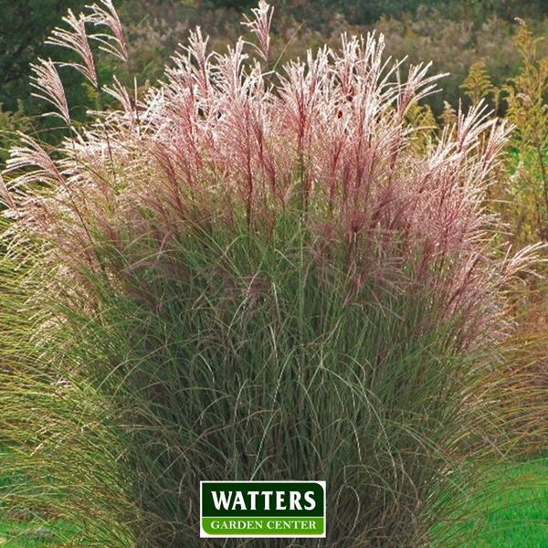 Flame Grass - Miscanthus sinensis