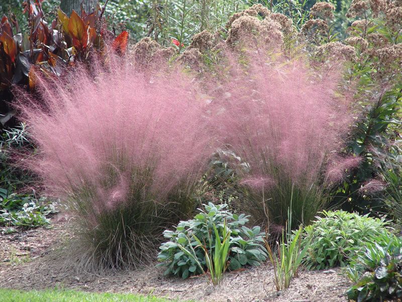 Pink Muhly Grass - Muhlenbergia capillaris