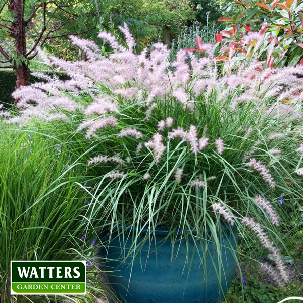 Fountain Grass Pennisetum in a blue container