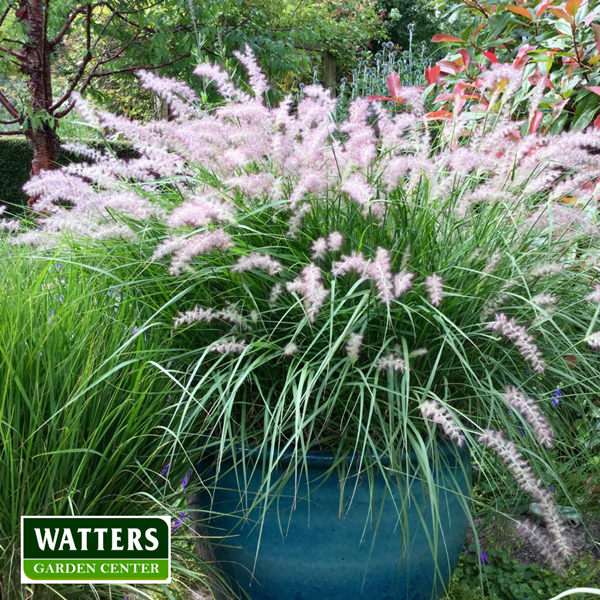 Fountain Grass - Pennisetum alopecuroides