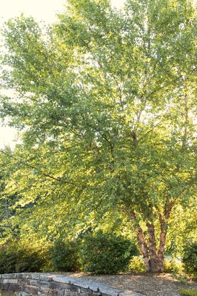 River Birch Betula nigra