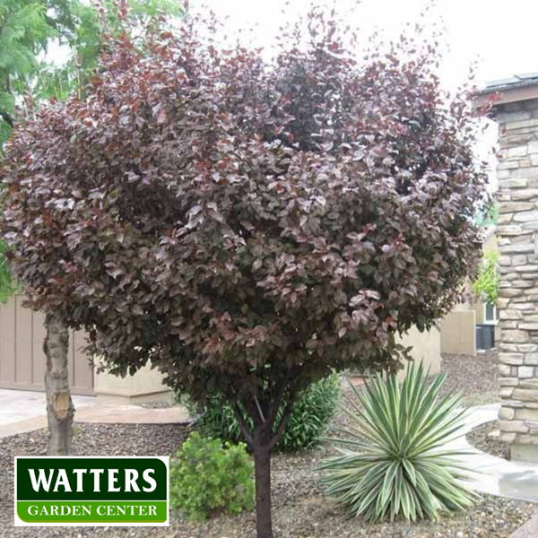 Plum Purple leaf in desert Prunus cerasiferalandscape  