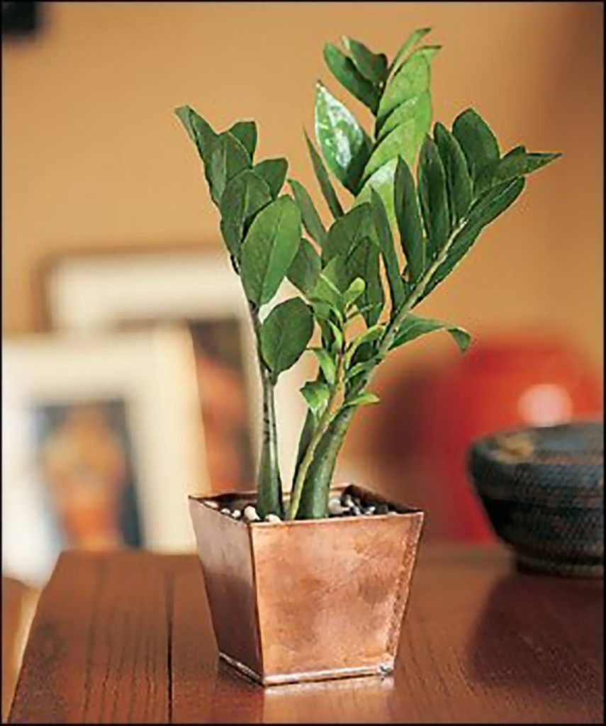 ZZ Plant Zamioculcas zamiifolia on a table