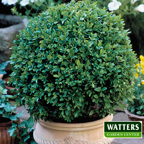Boxwood in a container
