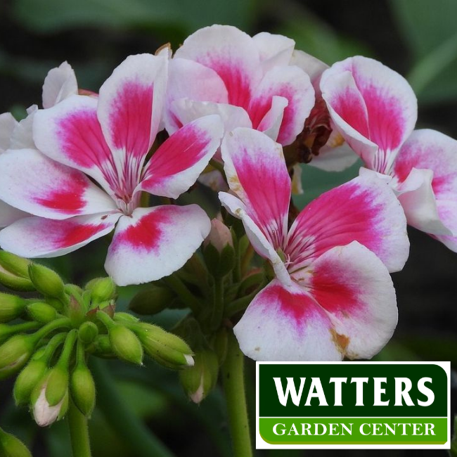 Indoor Geraniums