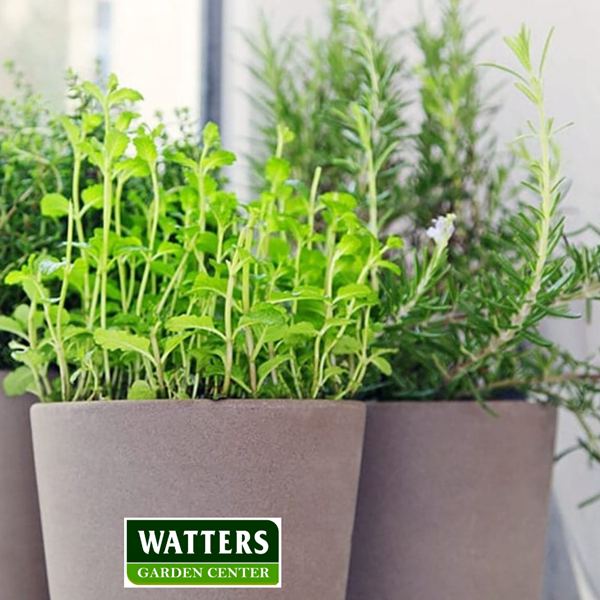 Herbs indoors for winter 