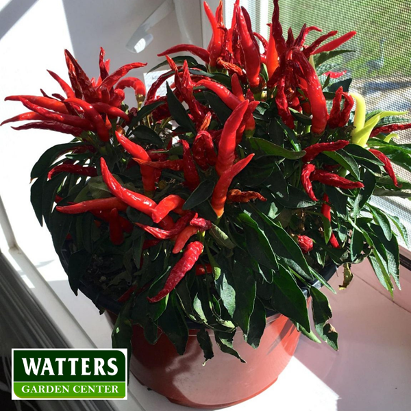 Hot Peppers in a container