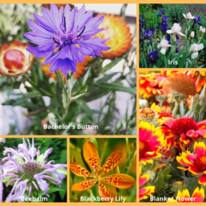 Perennial Flower Collage