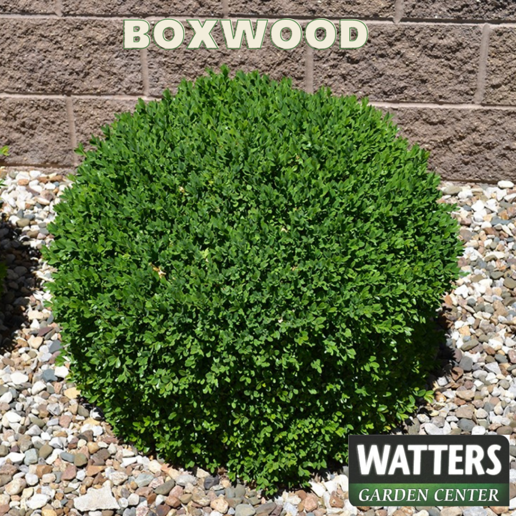 Boxwood in landscape