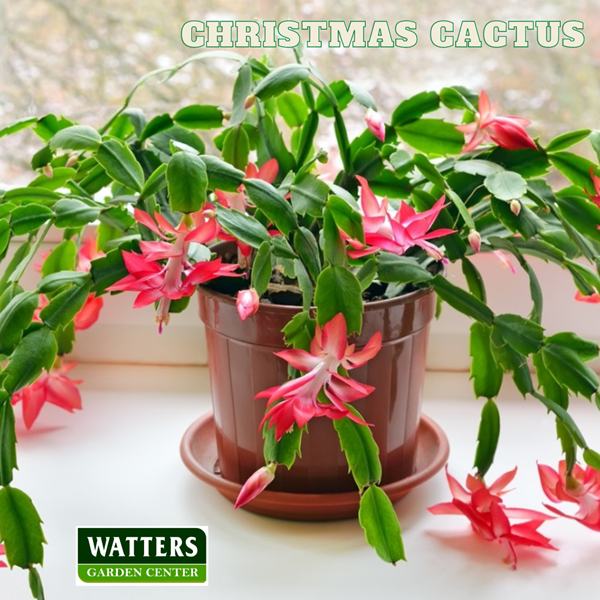 Christmas Cactus